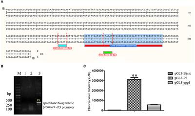 An Easy and Efficient Strategy for the Enhancement of Epothilone Production Mediated by TALE-TF and CRISPR/dcas9 Systems in Sorangium cellulosum